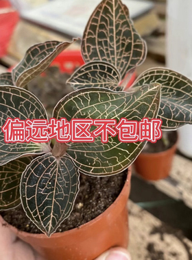 福建南靖品种 金线莲种苗 组培苗瓶苗 红霞 盆栽绿植厂家直供包邮