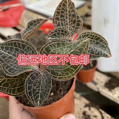 福建南靖品种 金线莲种苗 组培苗瓶苗 红霞 盆栽绿植厂家直供包邮