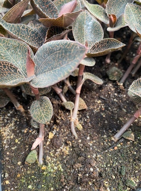 福建金线莲种植10个月红霞