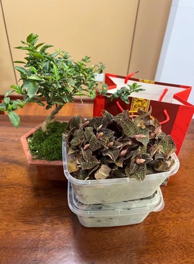 福建南靖金线莲整株特级新货林下仿生态种植18个月开花