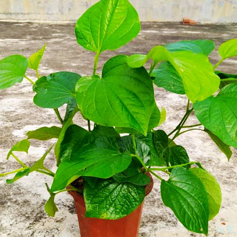 蛤蒌盆栽纯野生庭院绿植观赏食用