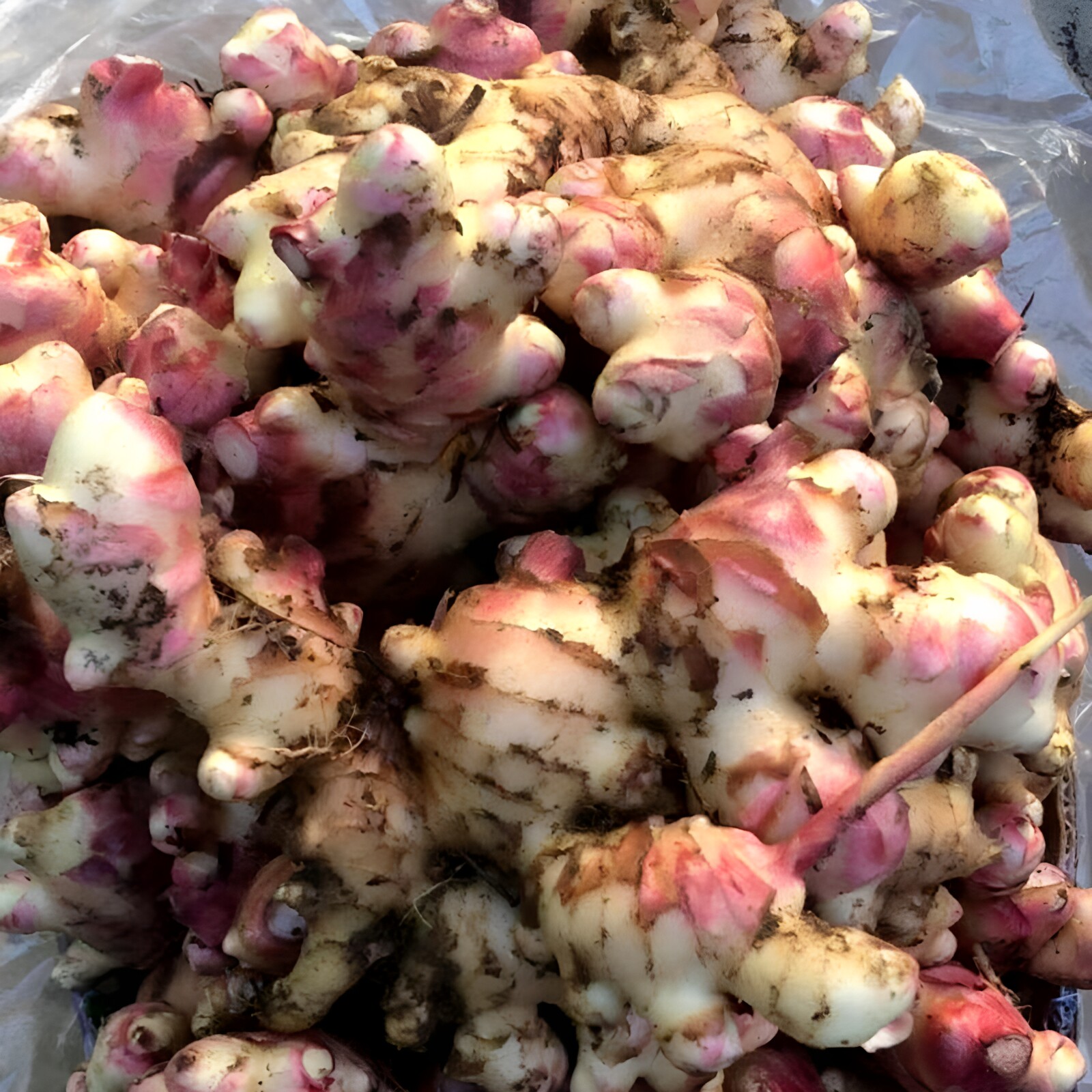 嫩姜新鲜大肉姜高山红芽姜猪脚姜