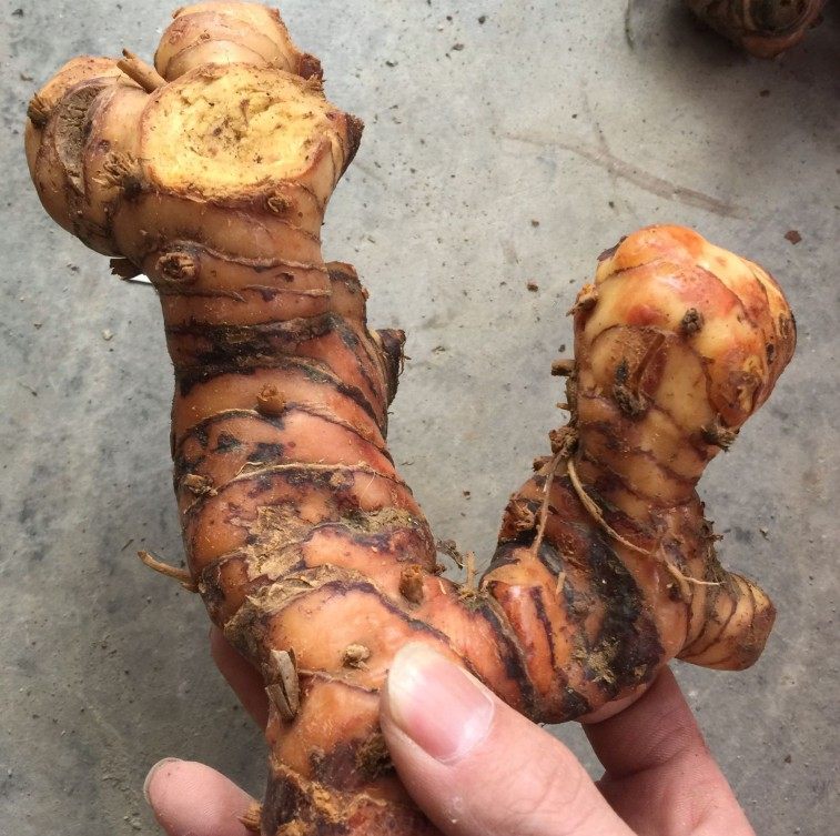 新鲜南姜老姜头姜块山姜牛羊肉火锅去膻煲汤厨房调味卤水品调料,水产肉类/新鲜蔬果/熟食,生姜/南姜,淘宝优惠券,粉丝福利购,淘宝优惠卷