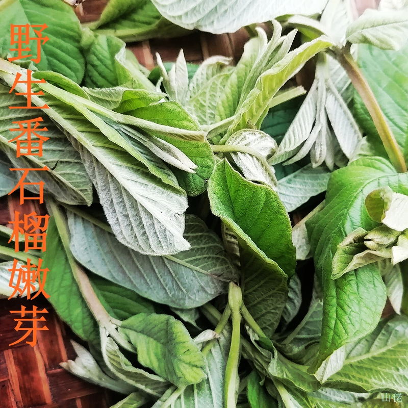 野生番石榴嫩芽新鲜芭乐叶茶番石榴叶茶番石榴果片茶无糖养生茶 传统滋补营养品 养生茶 原图主图