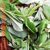 野生番石榴嫩芽新鲜芭乐叶茶番石榴叶茶番石榴果片茶无糖养生茶
