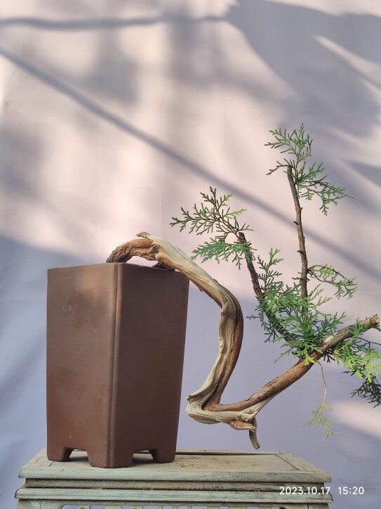 悬崖柏树盆景素材山采柏树老桩天然舍利扭曲刀片舍利