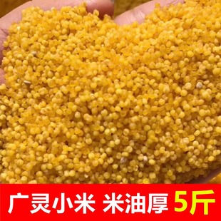 山西大同广灵小米南房大白谷小米黄小米特产现撵新鲜月子小米5斤