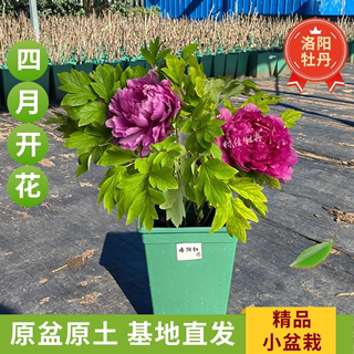 洛阳牡丹小盆栽原盆原土带花苞发货阳台庭院室内办公桌观赏花卉