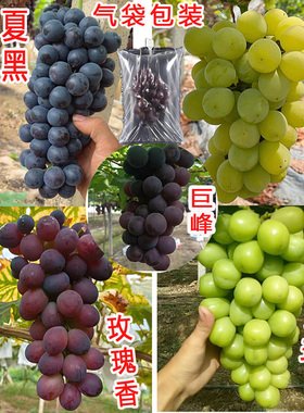 马陆葡萄玫瑰香无籽奶油味醉金香夏黑巨玫瑰巨峰巨丰葡萄新鲜水果