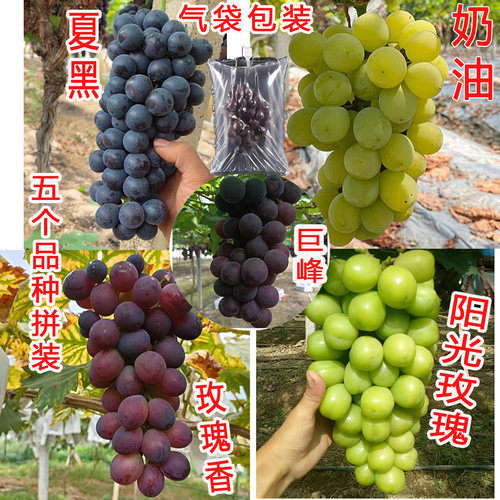 马陆润发葡萄园自产自销