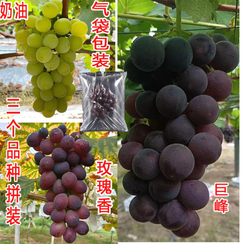 马陆玫瑰香巨峰奶油3个品种拼装
