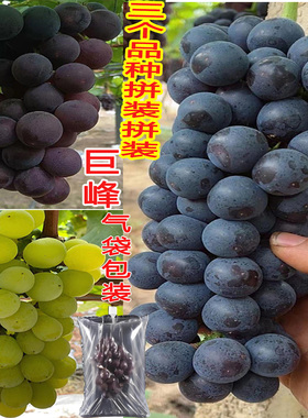 上海正宗马陆巨峰巨丰奶油香无籽夏黑醉金香葡萄新鲜现摘果园直销