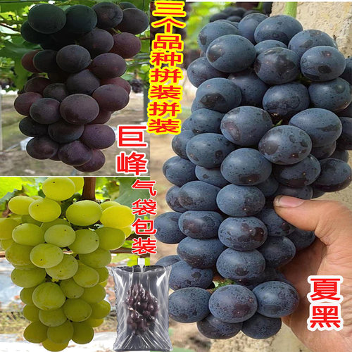 马陆巨峰奶油香夏黑葡萄果园直销