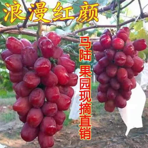 马陆葡萄浪漫红颜新鲜现摘葡萄