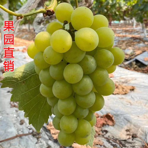 马陆润发葡萄园自产自销