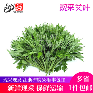 艾草新鲜食用蔬菜现摘清明草粑粑青团3斤包邮艾叶新鲜艾草叶