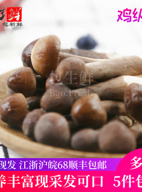 【包生鲜】大黑皮鸡枞菌500g约30个6-7cm云南野生食用鸡棕菇新鲜