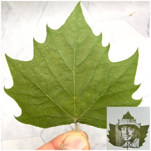 现货激光叶雕专用干燥压平梧桐叶抖音视频火爆用干叶