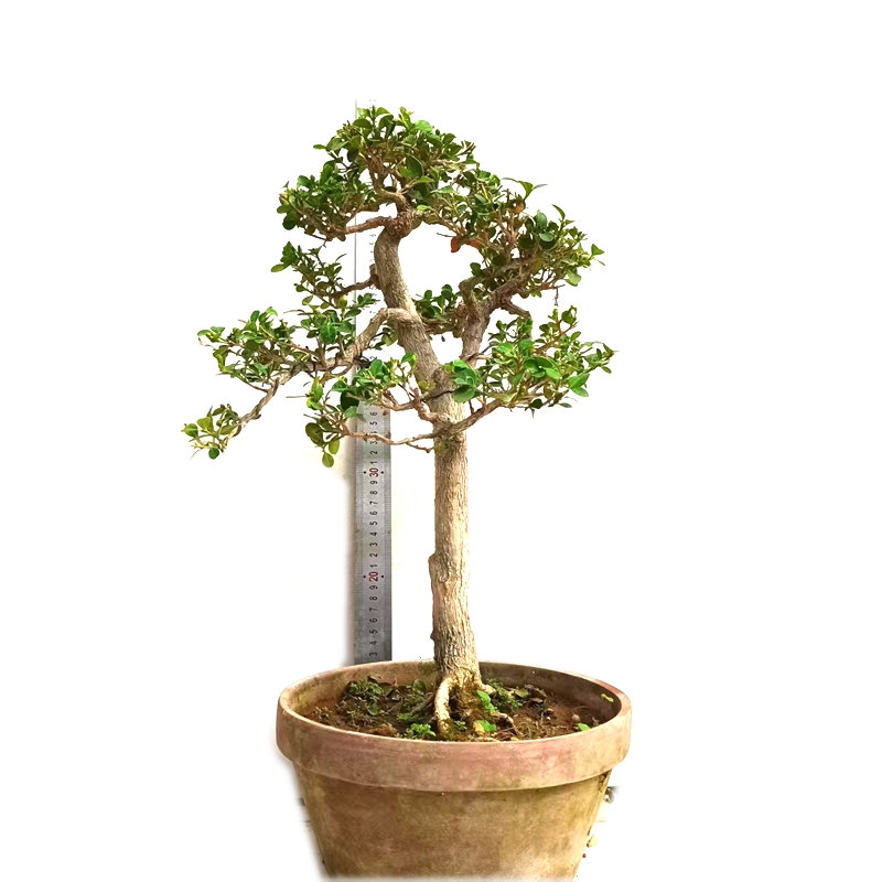 瓜子黄杨盆景造型树桩老桩盆栽植物文人原生白皮四季常青一物一拍