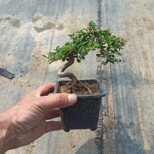 荀子盆景老桩小百花红果树苗熟桩微型矮霸掌中宝造型绿植实拍图