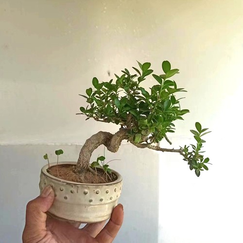 瓜子黄杨盆栽小叶植物素材微型