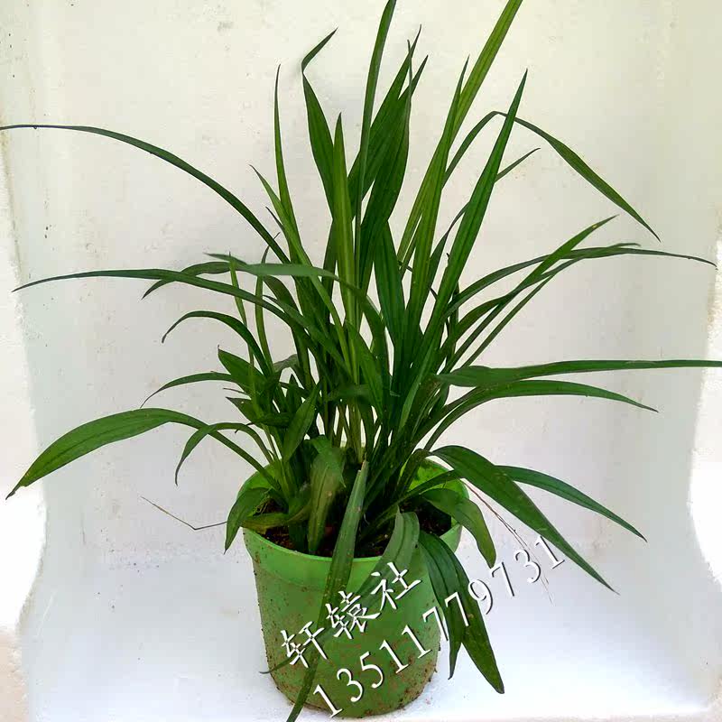 吉祥草盆栽苗水培新房搬家乔迁药用阳台空气庭院植物绿植四季常青