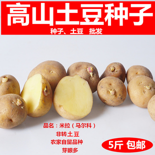 贵州高山老品种黄心土豆带芽发货土豆原种马尔科种苗米拉土豆原种