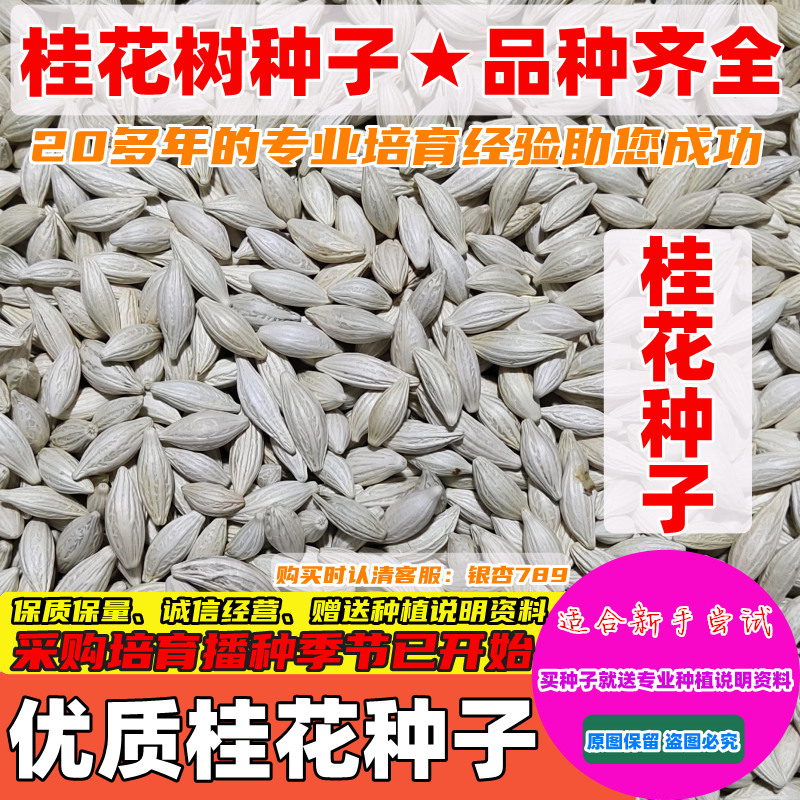 新采桂花树种子四季桂阳台金桂盆栽花卉种籽易种浓香型可食用泡茶