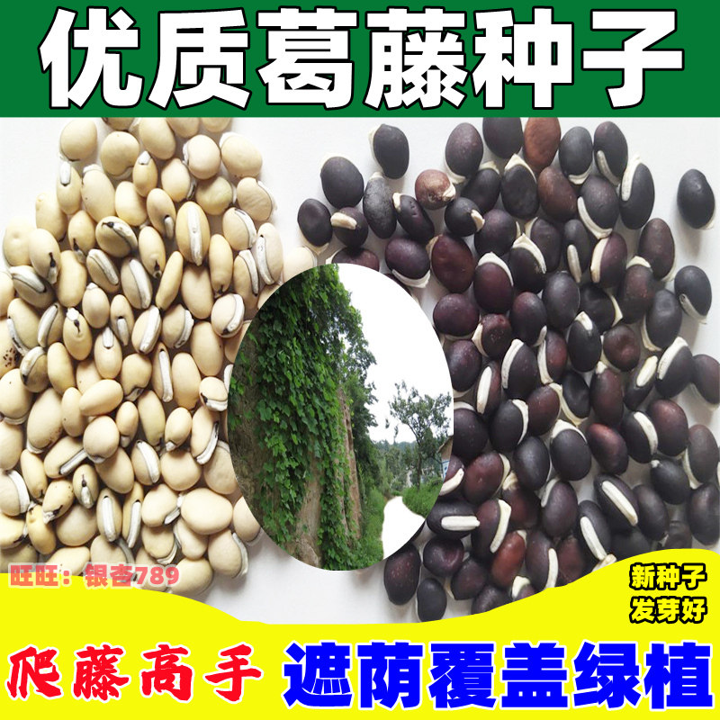 葛藤种子护坡种籽爬藤的种子山边坡绿化藤本植物巩固护坡花藤攀爬