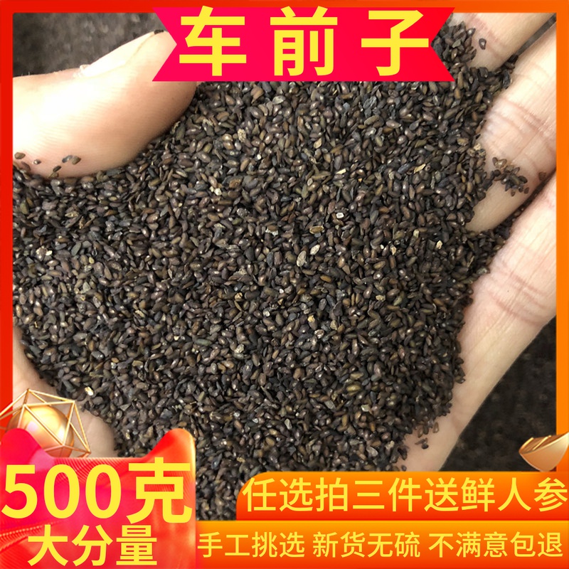 车前子中药材500g包邮正品中草药车前草子籽非野生粉炒车前子泡水-封面