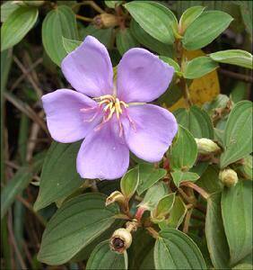 中草药 野牡丹 大号金石榴 水多年 山石榴 大金香炉 猪古稔