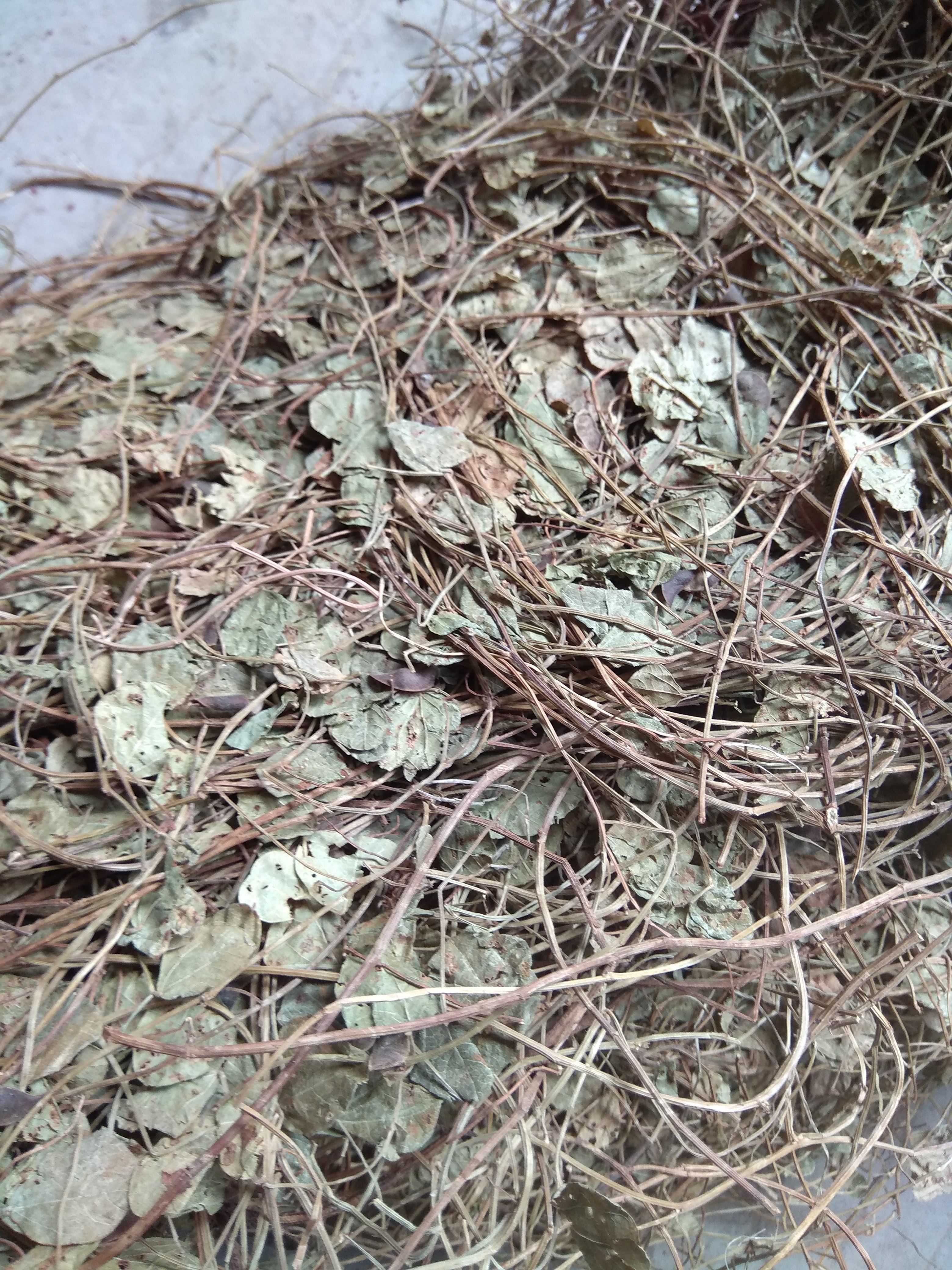 福建本地野生中草药 腰子草 25年新货