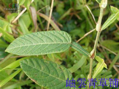 中草药 葫芦茶 螳螂草 金剑草 59元2斤