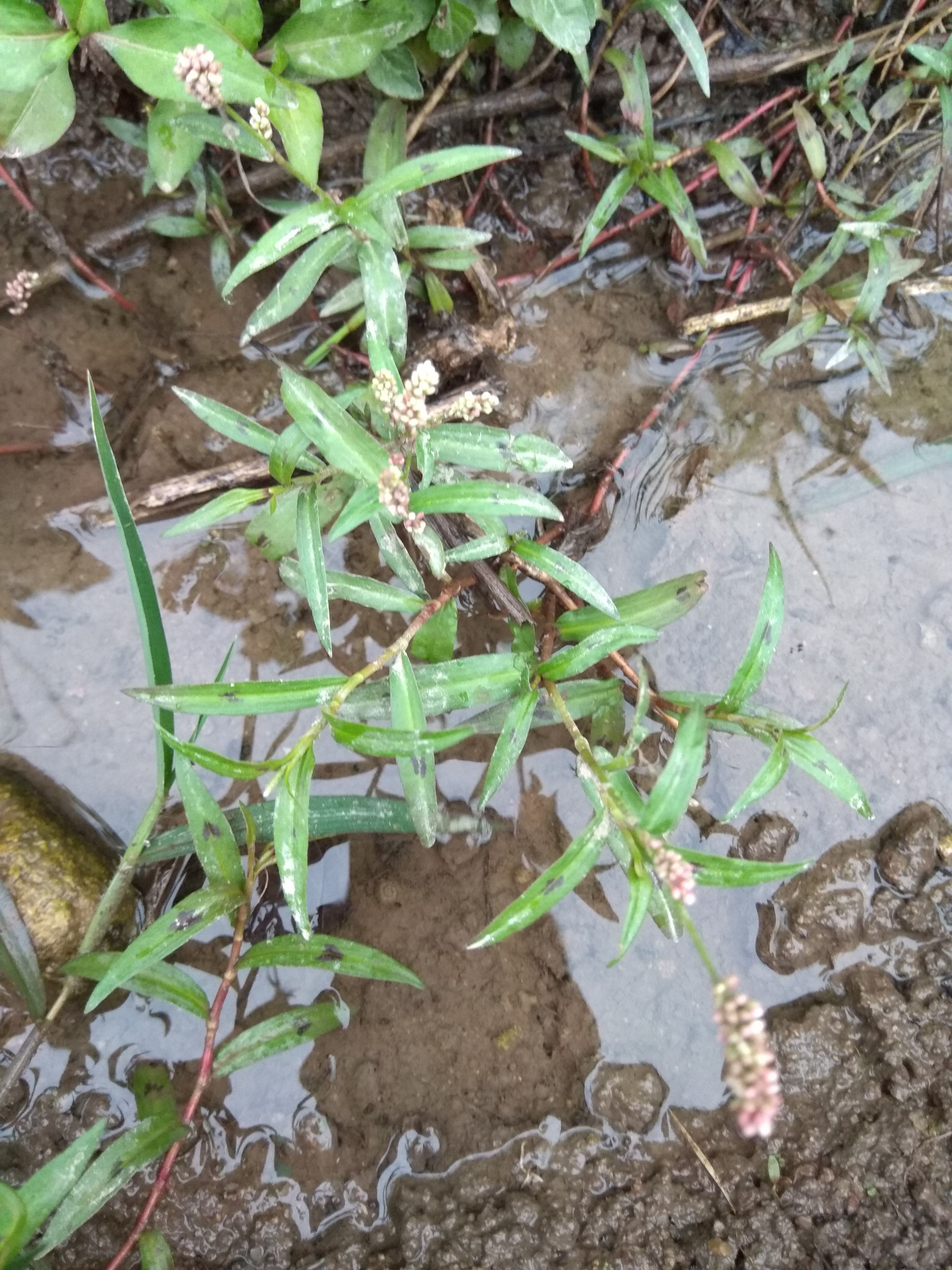 中草药 辣蓼草 蓼子草 斑蕉草 梨同草 45元/干品1斤/鲜品2斤