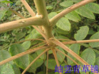 野生中草药 鲜品 盐肤木根 盐霜柏根 盐酸木 公担盐根 五倍子树根