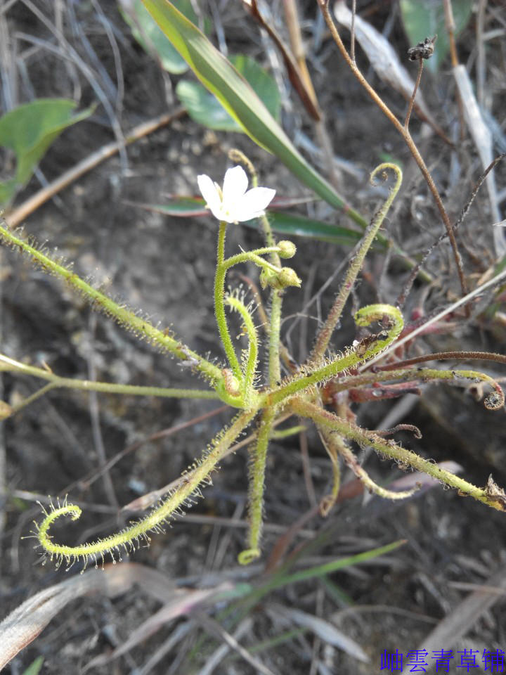 野生中草药 鲜品 长叶茅膏菜 3颗45元包邮