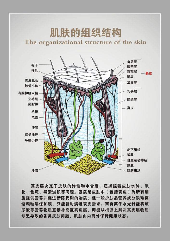 767装饰画写真海报印制展板喷绘贴纸挂图726肌肤皮肤组织结构图