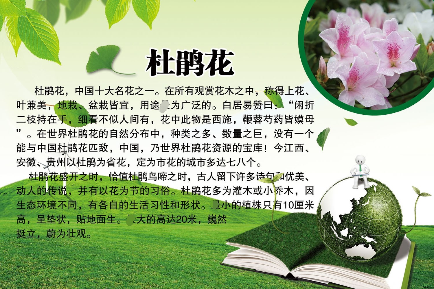 709居家海报展板印制贴纸素材975杜鹃花简介