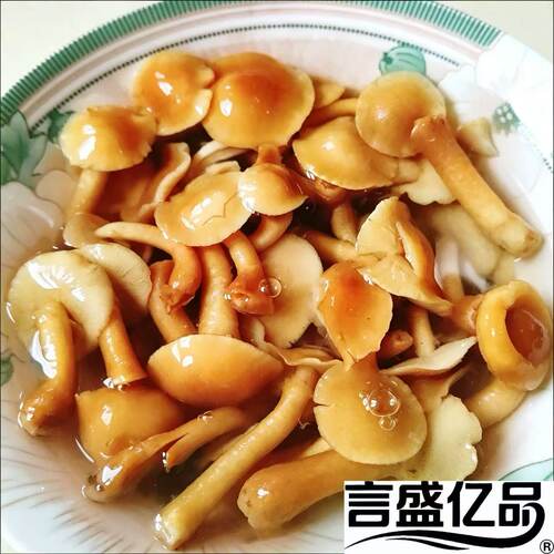【东北特产滑子蘑650克】东北山菜滑子菇清水滑子蘑泡水滑子蘑