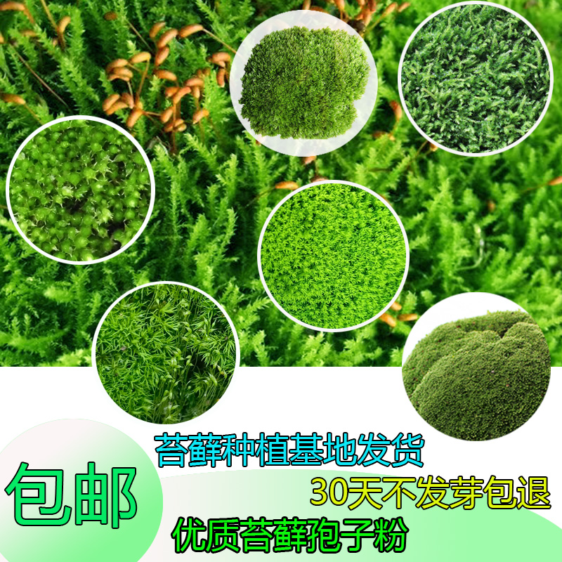 苔藓孢子粉野生苔藓孢子粉吸水石假山苔藓粉优质朵朵藓星星藓粉末-封面