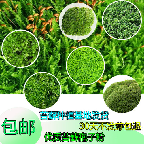 苔藓孢子粉野生吸水石朵朵星星青苔粉白青苔孢子粉星星苔藓孢子粉