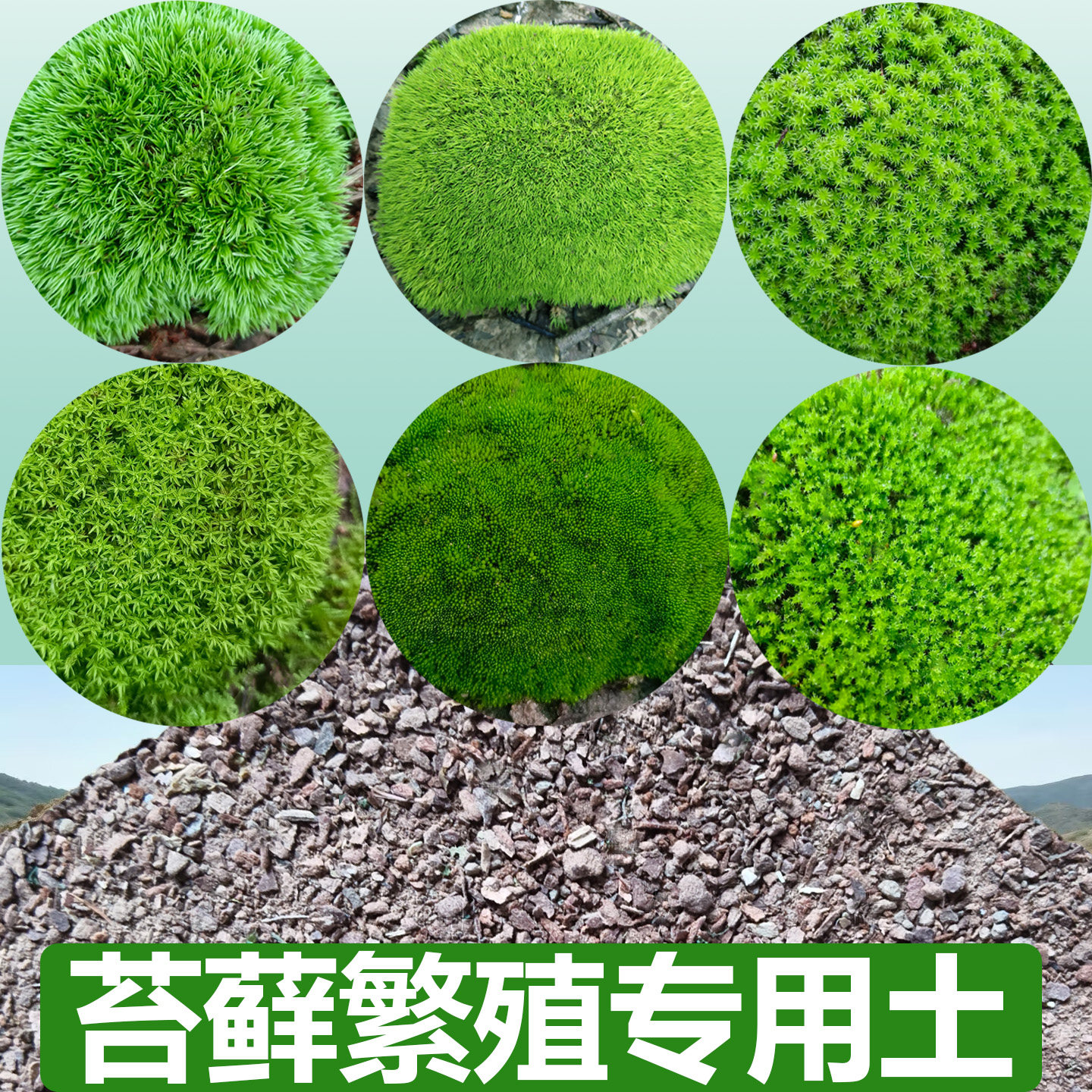 苔藓专用土配方土苔藓微景观营养土会长苔藓的土造景立面土绿土球