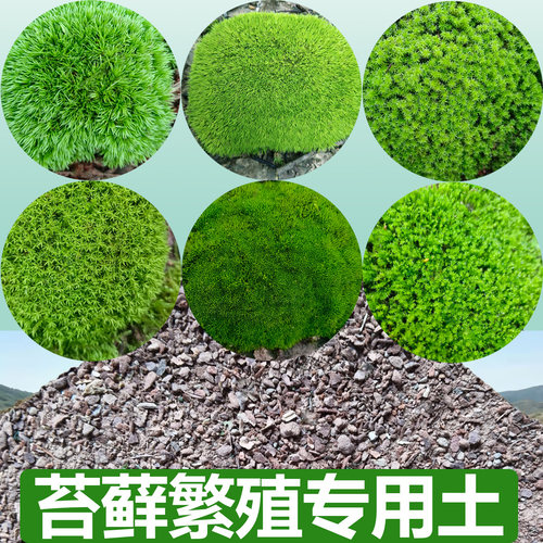 苔藓配方土专用营养土