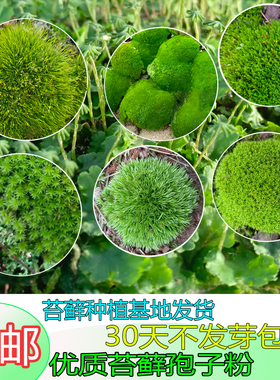 苔藓粉青苔苔藓孢子粉四季假山盆景苔藓孢子粉吸水石短绒苔藓孢子
