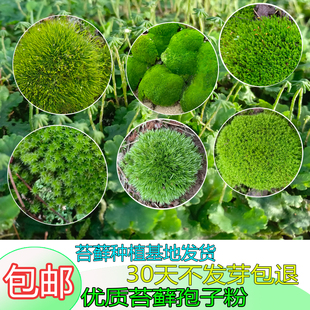 苔藓粉青苔苔藓孢子粉四季假山盆景苔藓孢子粉吸水石短绒苔藓孢子