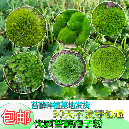 苔藓粉青苔苔藓孢子粉四季假山盆景苔藓孢子粉吸水石短绒苔藓孢子