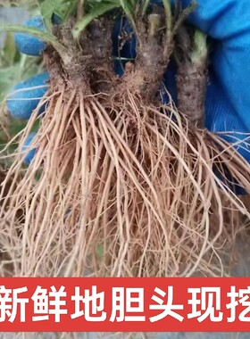 地胆头纯根新鲜一斤地胆草根头现挖牛吃埔 羊耳草 地胆头 苦地胆