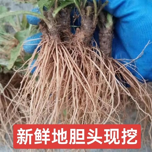地胆头纯根新鲜一斤地胆草根头现挖牛吃埔 羊耳草 地胆头 苦地胆