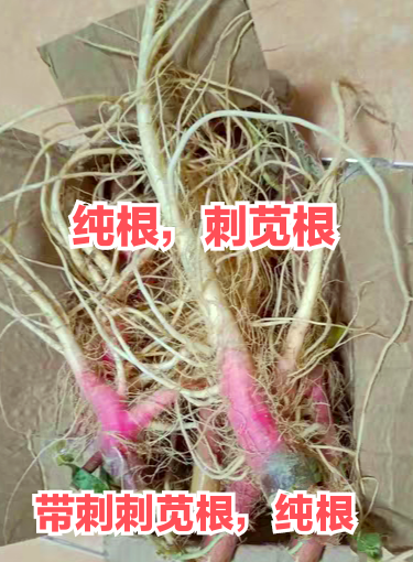 新鲜刺苋根现挖纯根药食用红菜头汉菜根红刺苋刺苋菜猪马齿勒苋菜