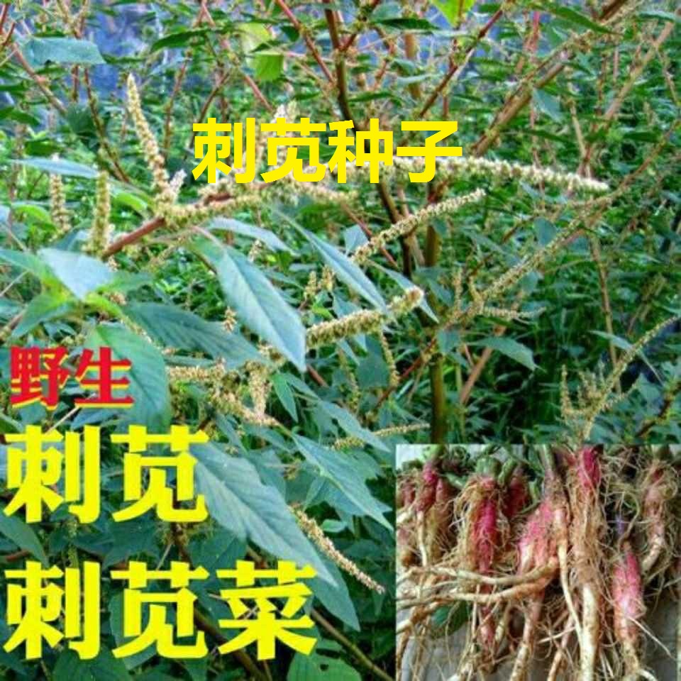 刺苋种子 汉菜种子 带刺刺苋菜种子 刺苋 野苋菜野刺苋带刺马齿苋